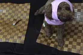 狗狗一脸懵逼，铲屎的不是我怀疑你啊，这衣服你是不是穿错了啊图片