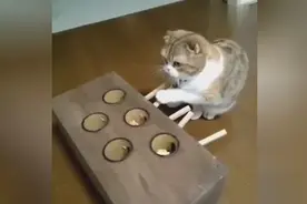 一网友给他家猫做的打地鼠机， 感觉这喵真的可以玩图片