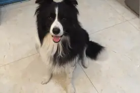 狗狗心疼玩具被不听话的伙伴抢走，满是委屈看着主人，无聊伐开心图片
