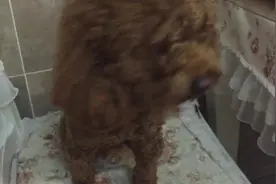 桌子上有碗面条，被小泰迪发现，这味道馋死汪了，主人快喂我图片
