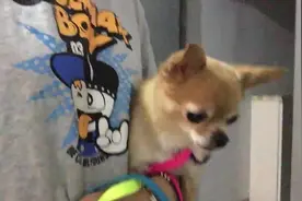 忽然听见有小朋友在唱歌，狗狗一脸懵逼，到底是谁在鬼叫啊图片