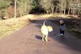耐心的狗狗陪伴等待贪玩的小主人图片