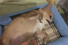 本来好好在睡觉，没想到被主人一碰这么大反应，狗狗你太敏感啦图片