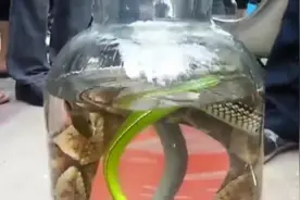 实拍街边小贩上泡蛇酒，混合了好几种蛇，还能喝吗？视频封面