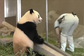把游客笑死了！租借给日本的大熊猫怎么样了？看完感觉真不省心！视频封面