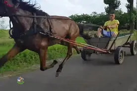 路遇一辆跑得飞快的马车，汽车司机都想跟它来一次竞速视频封面