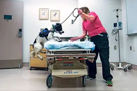 温哥华医院迎「新员工」 特训犬专嗅梭菌图片