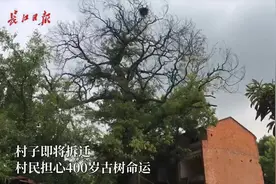 武汉：村子将拆迁，村民担心400岁古树命运，多年爱护如同家人视频封面