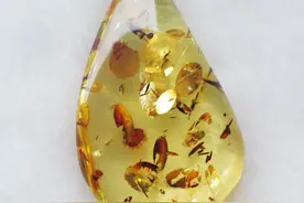 揭秘琥珀颜色差异原因图片