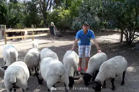 在澳洲优雅的当一下农场主图片