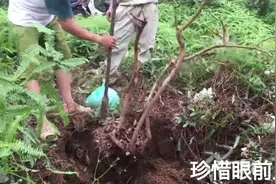 几个朋友到野外挖桩，挖到棵丛生的女贞树，造型天然，十分精美！视频封面