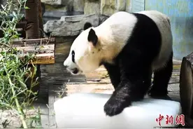 太热！济南熊猫卧冰床 猩猩喝绿豆汤，太滋儿了图片