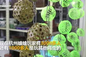 立秋过，秋虫鸣！蛐蛐、蝈蝈、油葫芦……你能分得清它们的叫声吗？