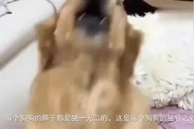 关于狗狗鼻子的冷知识，你知道多少？简直就像开启了新的世界大门视频封面