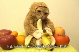 橘猫怀孕生下一小猫，网友笑喷：这是泰迪猫，太可爱了吧视频封面