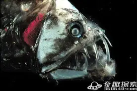 世界超乎想象的十大恐怖海洋怪物图片