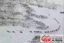 新疆边防官兵雪中拍到狼队 列队整齐狼王不怒自威图片