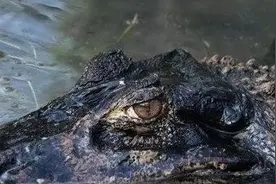闻风丧胆！亚马逊河六大可怕生物 你认识几个图片