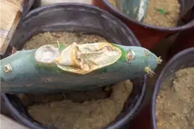 植物百科 | 了解植物大家庭（植物的茎）图片