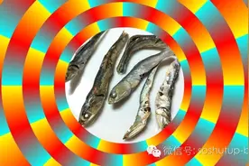 飞条小鱼干，毒瘾不再犯~图片