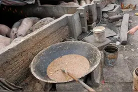 泔水养猪真的能降低养殖成本？图片