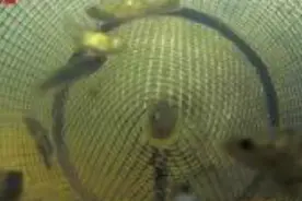 水下实拍鱼笼聚鱼全程 只进不出原理很简单视频封面