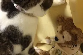 被猫壁咚是什么体验？放开那只喵，让我来图片