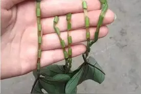 20年前，长春人这样过夏天图片