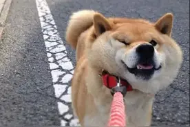 每当带着狗狗散步，面对柴犬不愿意走，你会怎么做？拖走。图片