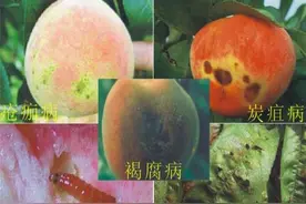 桃子炭疽病防治方法图片