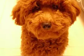 宠物做过什么令你恶心的事?图片