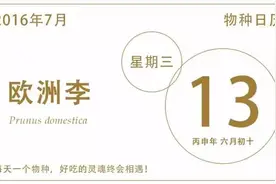 李子，布朗，和西梅，到底谁是谁？图片