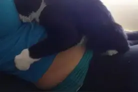 婴儿还未出生这只猫咪就爱上了他，而现在它守护他图片