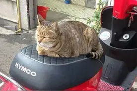 家中的电摩坐垫为什么会烂掉？那么问问你们家猫就知道了！图片