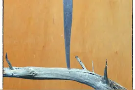 经过热水熬煮过的鹿角，它能让你的刀具变得更加酷炫图片
