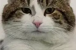 今天，英国人的朋友圈被这只贱萌的猫霸占了！图片