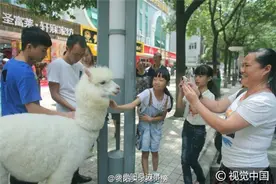 网络神兽“草泥马”惊现贵阳街头 已成某摄影机构一员工图片