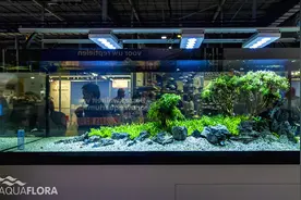 水草造景之树木景观欣赏图片