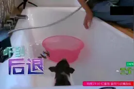 林更新第一次给香香猪洗澡，似魔性杀猪现场，太搞笑了视频封面