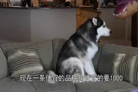 小伙图便宜在网上50块钱买了只二哈，拆开快递后笑的前俯后仰！视频封面