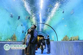 昆明最大内陆海洋水族馆开业 记者支招购票攻略图片