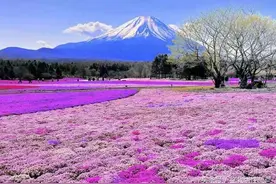 花海，芝樱。美的像波斯地毯。图片