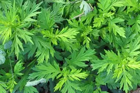 农村常见的蒿有毒无毒必须分清楚了，最后那种可放心食用图片