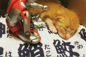 「咸蛋超人和宇宙萌猫」秀恩爱的画面才是最闪啊！图片