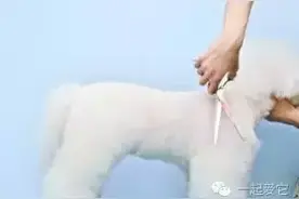 宠知识｜夏季狗毛清理的正确姿势图片