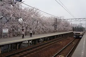日本火车和火车站的樱花季图片