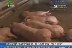 母猪护犊发飙 男子胳膊被咬的“皮开肉绽”图片