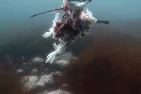 实拍：海豹杀死企鹅的视频，手段极其残忍，颠覆三观。视频封面