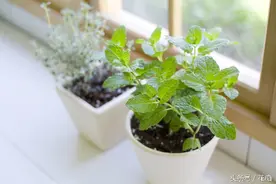 花盆有虫？这5种自制无毒驱虫方法，很管用！图片