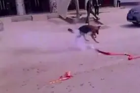 超爱管闲事的狗狗，人家结婚放炮仗它偏不让，竟用嘴巴去“灭炮”图片